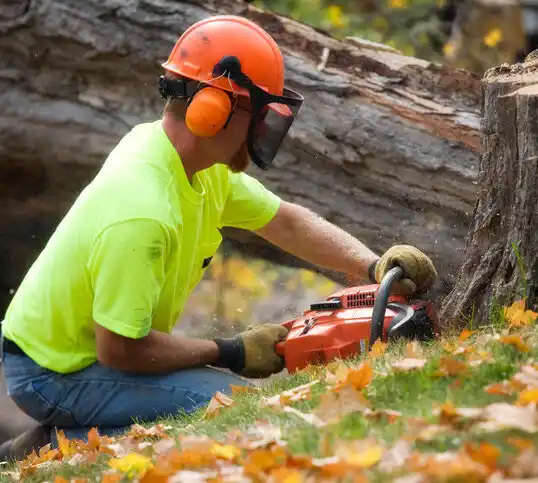 tree services Bratenahl